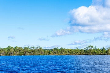 Lake view with a woodland in the summer