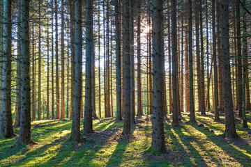 Coniferous forest in backlight with shadows and tree trunks in summer