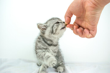 Woman's hand holds out dry food to kitten. Little cute Scottish Straight kitten on white background...