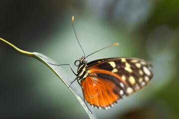 Fototapeta na wymiar Schmetterling sitzt auf Blatt