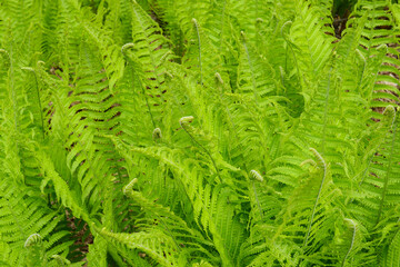 Naklejka na ściany i meble Fern leaves. Green leaves forest ferns. Fern pattern texture. Green modern background in eco style