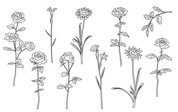 Set of silhouettes of flowers, roses, daisy, iris, twig, linear sketch, vector, black color, isolated on white background, hand drawing