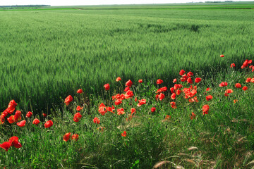 Fields of young green wheat and poppies