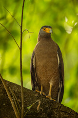 Crested Serpent Eagle or Spilornis cheela closeup or bird of prey portrait perched on tree in safari at chuka ecotourism spot or pilibhit national park tiger reserve uttar pradesh india asia