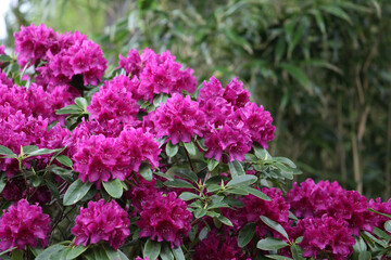 Purple rhododendron bush in flower.