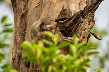 Brown fish owl or Bubo zeylonensis or Ketupa zeylonensis in a nest or hollow or hole on tree trunk in safari at chuka ecotourism spot or pilibhit national park tiger reserve uttar pradesh india asia