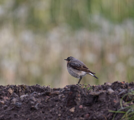 A northern wheatear standing on the dirt.