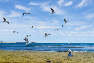 Beautiful photo of seagulls flying over the shore of the beach under the cloudy sky