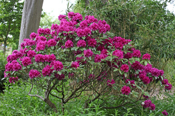 Fototapeta na wymiar Purple rhododendron bush in flower.