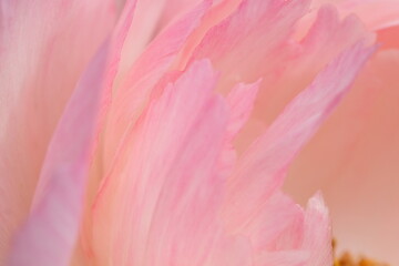 Defocused nature background, petal pastel colours, flower macro closeup. Peony blooming petals closeup.