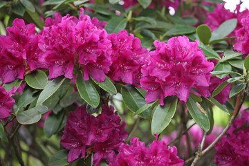Purple rhododendron bush in flower.