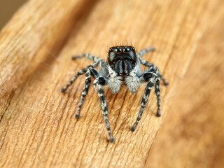 Red-bellied Jumping Spider. Philaeus chrysops.