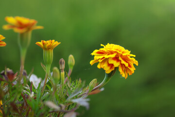 Flower Head of Tagetes Patula in the Garden. Yellow Blooming French Marigold Plant with Green Background.
