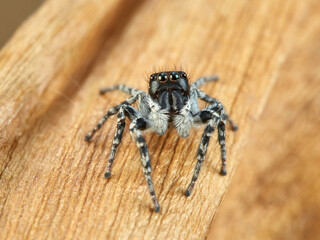 Red-bellied Jumping Spider. Philaeus chrysops.