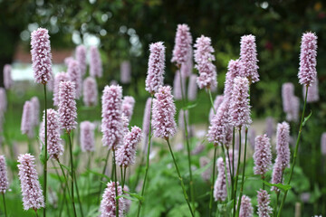 Violet spikes of bistort in flower.
