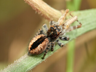 Red-bellied Jumping Spider. Philaeus chrysops.
