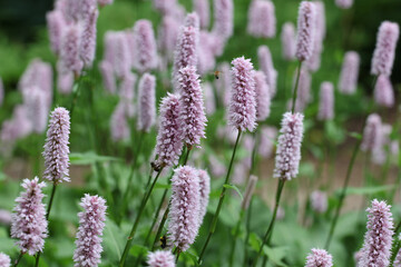 Violet spikes of bistort in flower.