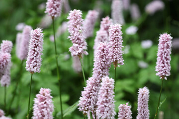 Violet spikes of bistort in flower.
