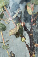 Eucalyptus branch and flowers through glass. Abstract, blurred, beautiful background. Plant in water, inside vase. Summer, spring, natural cosmetics, beauty concept. Blur, selective soft focus