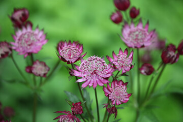 The delicate pink flowers of masterwort, Astrantia ÔClaretÕ in bloom