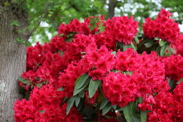 Deep pink Rhododendron  'Britannia' in flower.