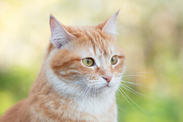 portrait of ginger cat on background of summer foliage in garden, lovely pets