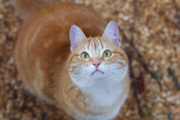 beautiful ginger cat looking up, pet walking in nature rural scene