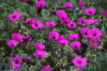 Obraz premium Grey cranesbill 'Giuseppii' in flower.