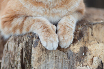 ginger cat sits on a stump outdoors, close-up of fluffy pet paws, animal background