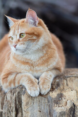 Fototapeta na wymiar beautiful red cat lying on stump outdoors, pet walking in the yard