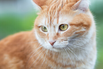 Naklejka na ściany i meble funny red cat outdoors, lovely pet