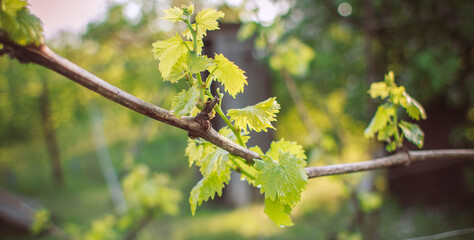 spring background from green garden,young shoots of vine branches