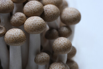 Fototapeta na wymiar close up many Hypsizygus tessulatus mushroom, edible vegetable with copy space