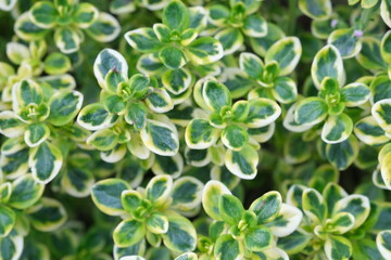 Abstract defocused nature background of foliage with white and green colour. Leaves soft focus background, selective focus..