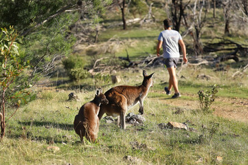 Naklejka na ściany i meble Two cute wild kangaroos are standing and looking at hiking man in a bush, funny curiosity