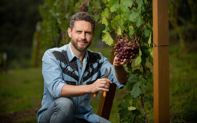 grapevine cut by oenologist with scissors, vitamin