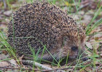 The hedgehog is hiding in the grass