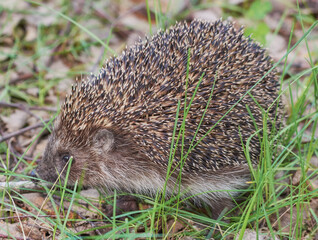 The hedgehog is hiding in the grass