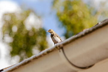 Closeup of bird fledgling wagtail Motacilla alba on house rain gutter of modern house at a single...