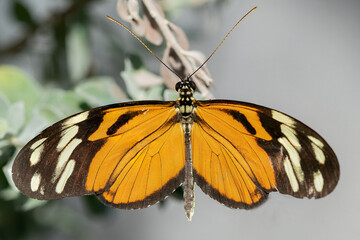Fototapeta na wymiar Hecale Longwing Butterfly
