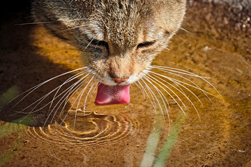 Europäische Wildkatze oder Waldkatze ( Felis silvestris ). © Michael