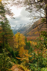 Autumn trees with snowed peaks in mountain. Pyrenees. Spain