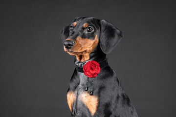 Closeup portrait of puppy of german pinscher with red flower on collar on black background
