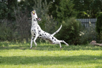 Young dalmatian dog playing with a ball jumping high outside on green grass