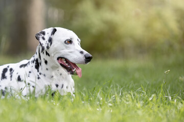 Portrait of cute dog of dalmatian breed lying down on green grass at summer
