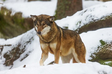 Eurasian wolf (Canis lupus lupus) very carefully coming out of the snowy forest