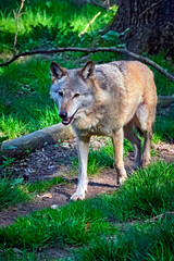 Obraz premium Europäischer Wolf ( Canis lupus ).