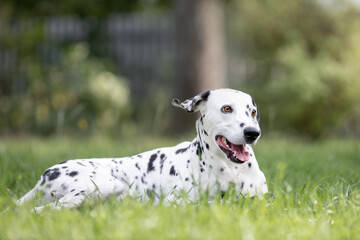 Young funny dog of dalmatian breed lying down on green grass at summer