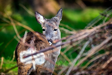 Reh ( Capreolus capreolus ) .