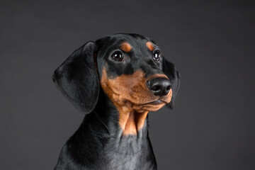 Closeup portrait of puppy of german pinscher on black background